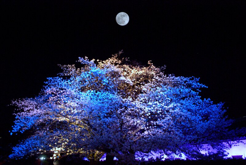 Cherry Blossom Tree — Blue, Serene, Night, Photograph, Moon
