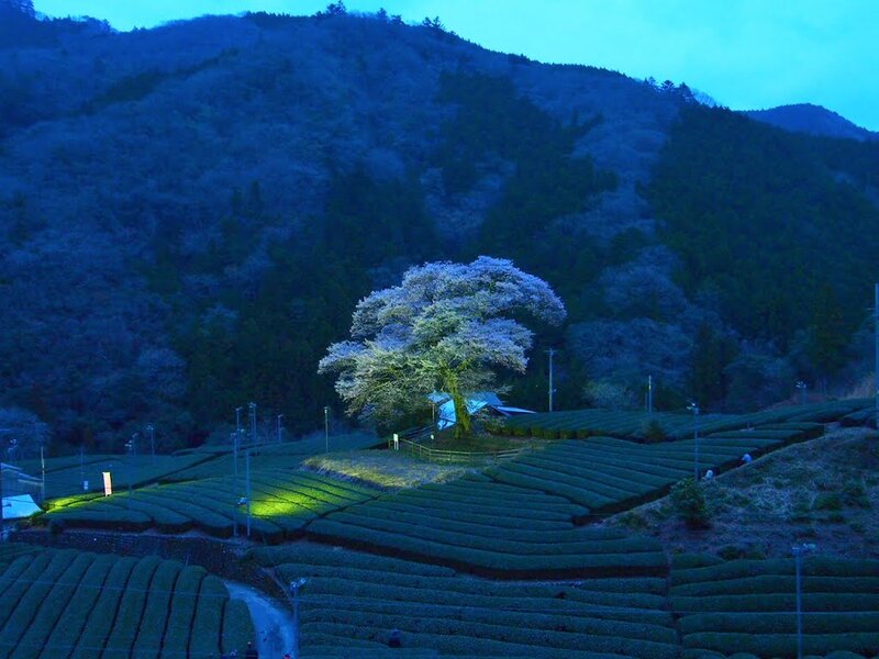 Cherry Blossom Tree — Blue, Serene, Night, Photograph, Tea Fields