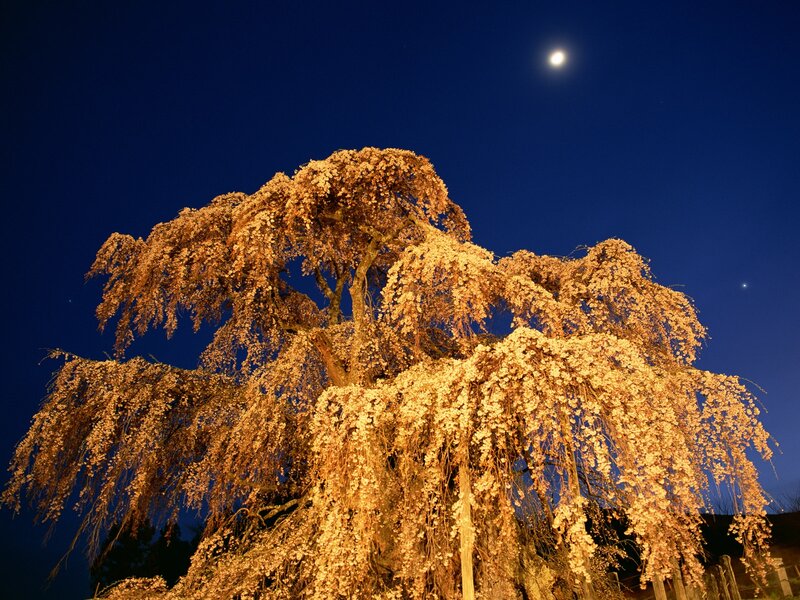 Cherry Blossom Tree — Blue, Serene, Night, Photograph