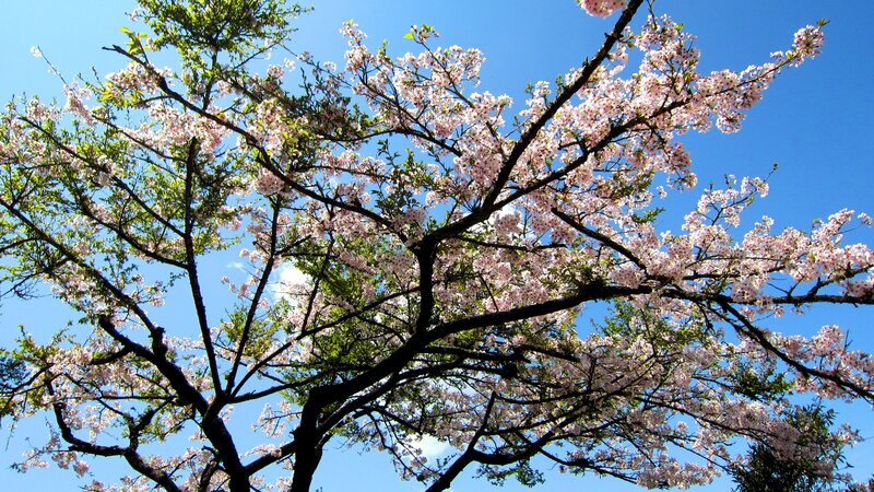 Cherry Blossom Tree — Blue, Serene, Spring, Photograph, Branches