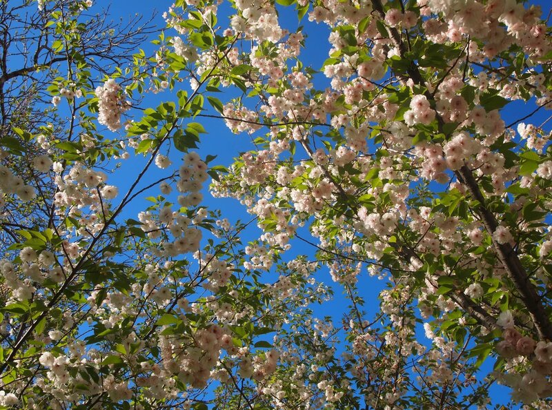 Cherry Blossom Tree — Blue, Serene, Spring, Photograph, Flowers