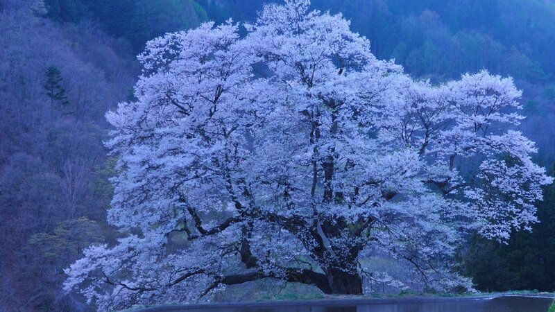 Cherry Blossom Tree — Blue, Serene, Spring, Photograph, Forest