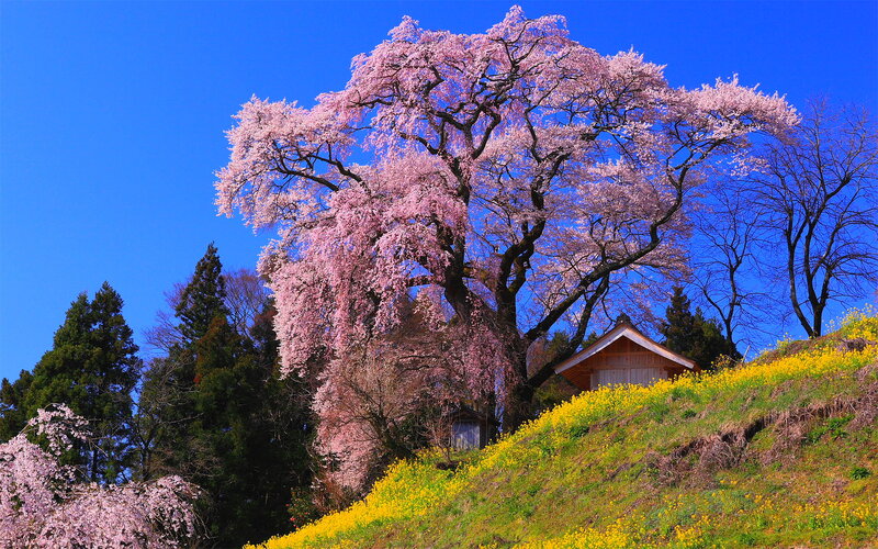 Cherry Blossom Tree — Blue, Serene, Spring, Photograph, Hill