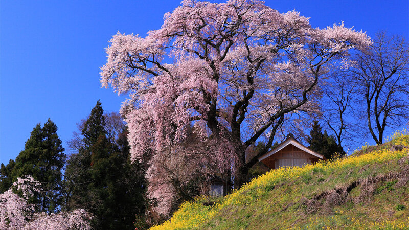 Cherry Blossom Tree — Blue, Serene, Spring, Photograph, House