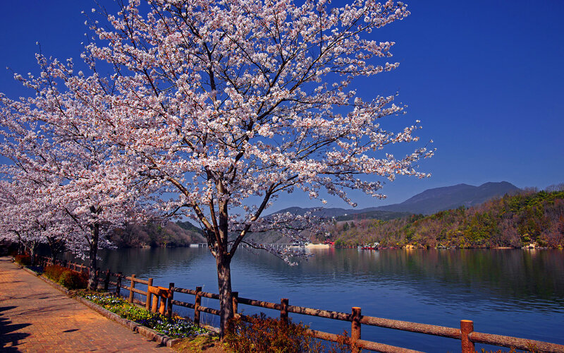 Cherry Blossom Tree — Blue, Serene, Spring, Photograph, Lake, Mountain