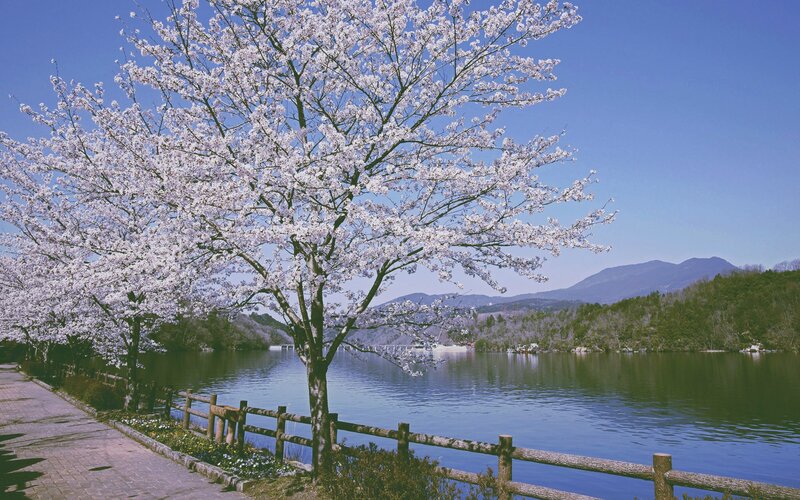 Cherry Blossom Tree — Blue, Serene, Spring, Photograph, Lake, Mountains, Path