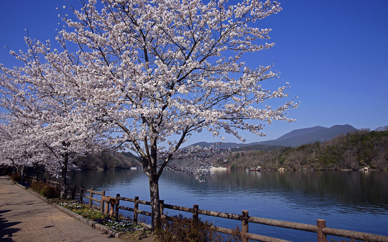 Cherry Blossom Tree — Blue, Serene, Spring, Photograph, Lake