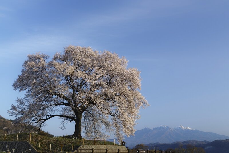 Cherry Blossom Tree — Blue, Serene, Spring, Photograph, Mountain, Sky