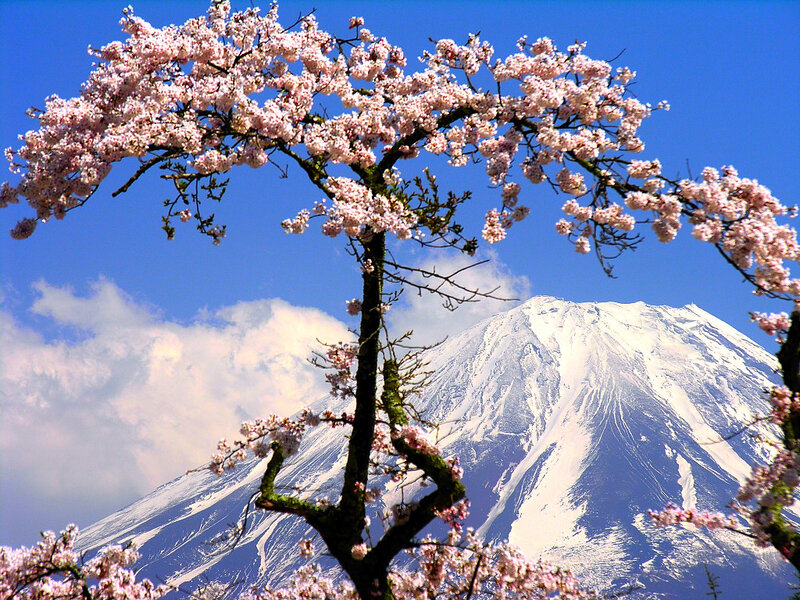 Cherry Blossom Tree — Blue, Serene, Spring, Photograph, Mountain