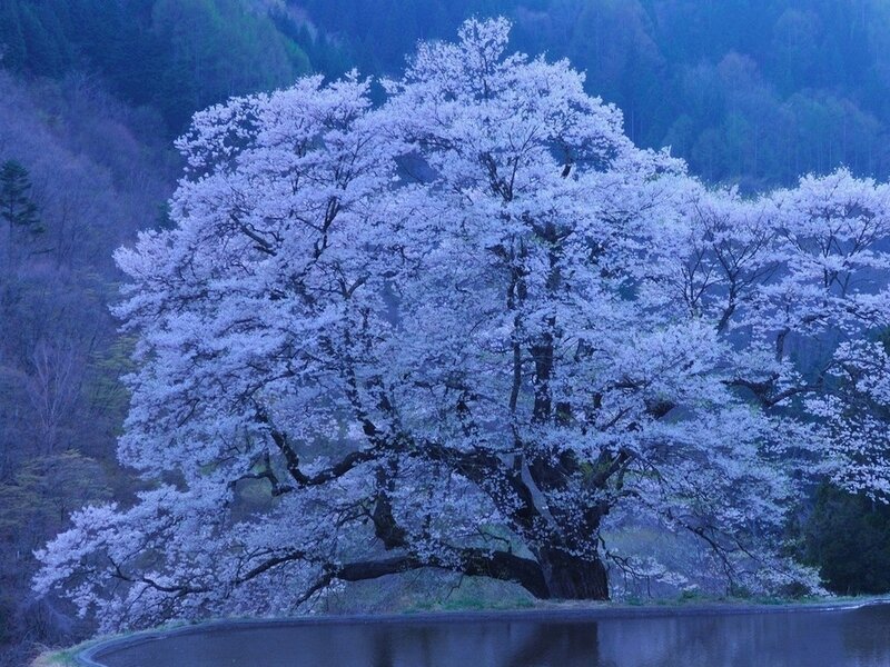 Cherry Blossom Tree — Blue, Serene, Spring, Photograph, River