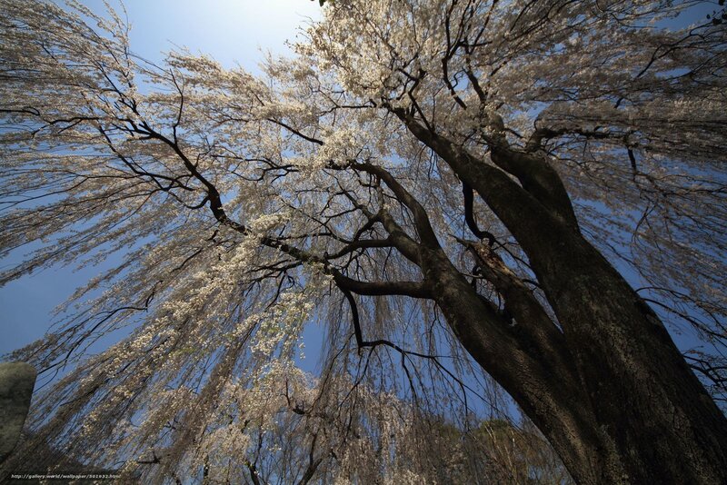 Cherry Blossom Tree — Blue, Serene, Spring, Photograph, Sky, Branches