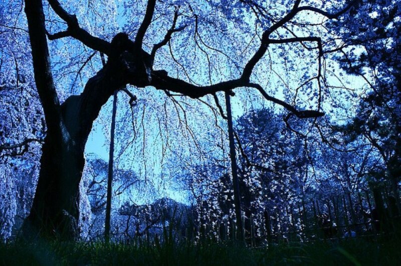 Cherry Blossom Tree — Blue, Serene, Spring, Photograph, Sky, Grass