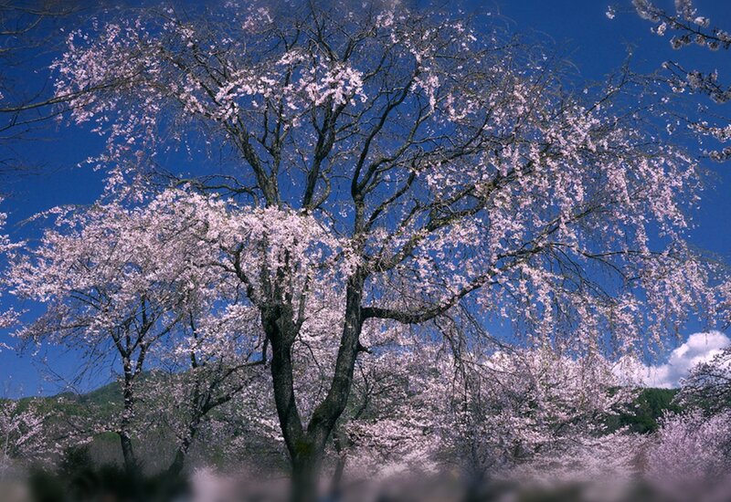 Cherry Blossom Tree — Blue, Serene, Spring, Photograph, Sky, Mountain