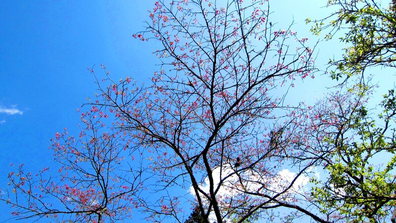 Cherry Blossom Tree — Blue, Serene, Spring, Photograph, Sky