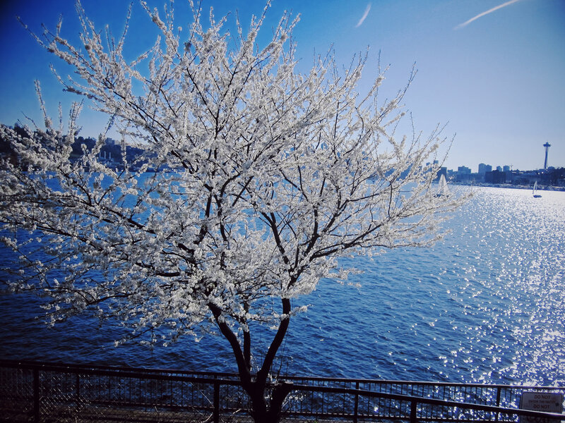 Cherry Blossom Tree — Blue, Serene, Spring, Photograph