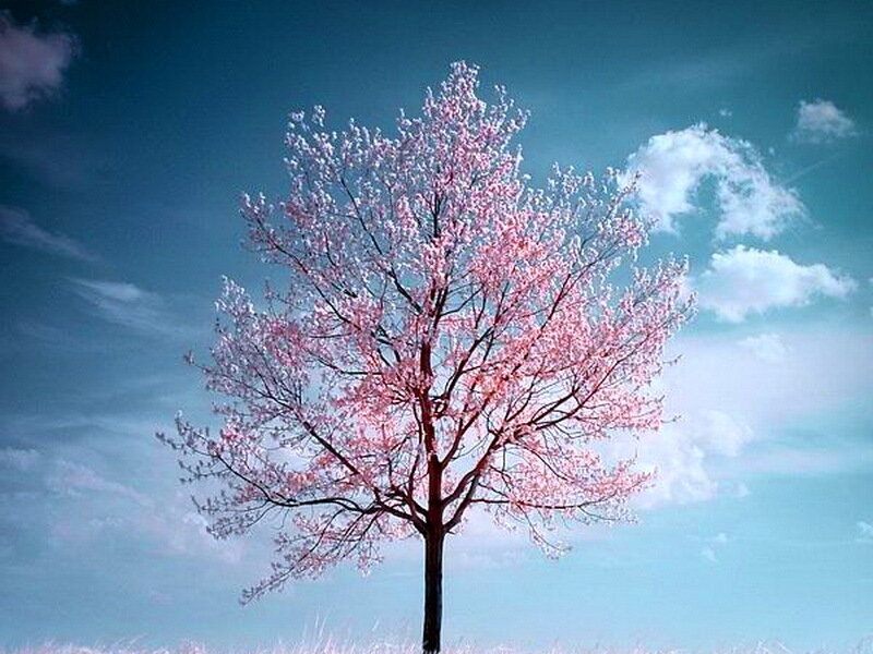 Cherry Blossom Tree — Blue, Serene, Spring