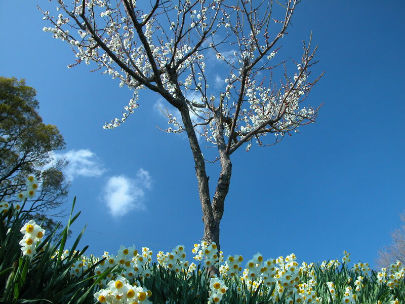Cherry Blossom Tree — Blue, Serene