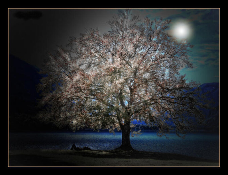 Cherry Blossom Tree — Blue