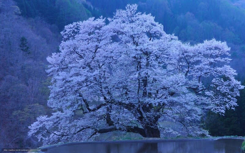 Cherry blossom tree by a lake