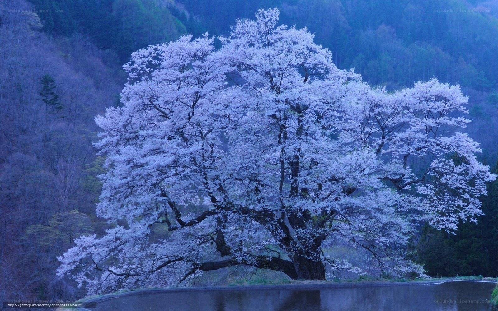 Cherry blossom tree by a lake