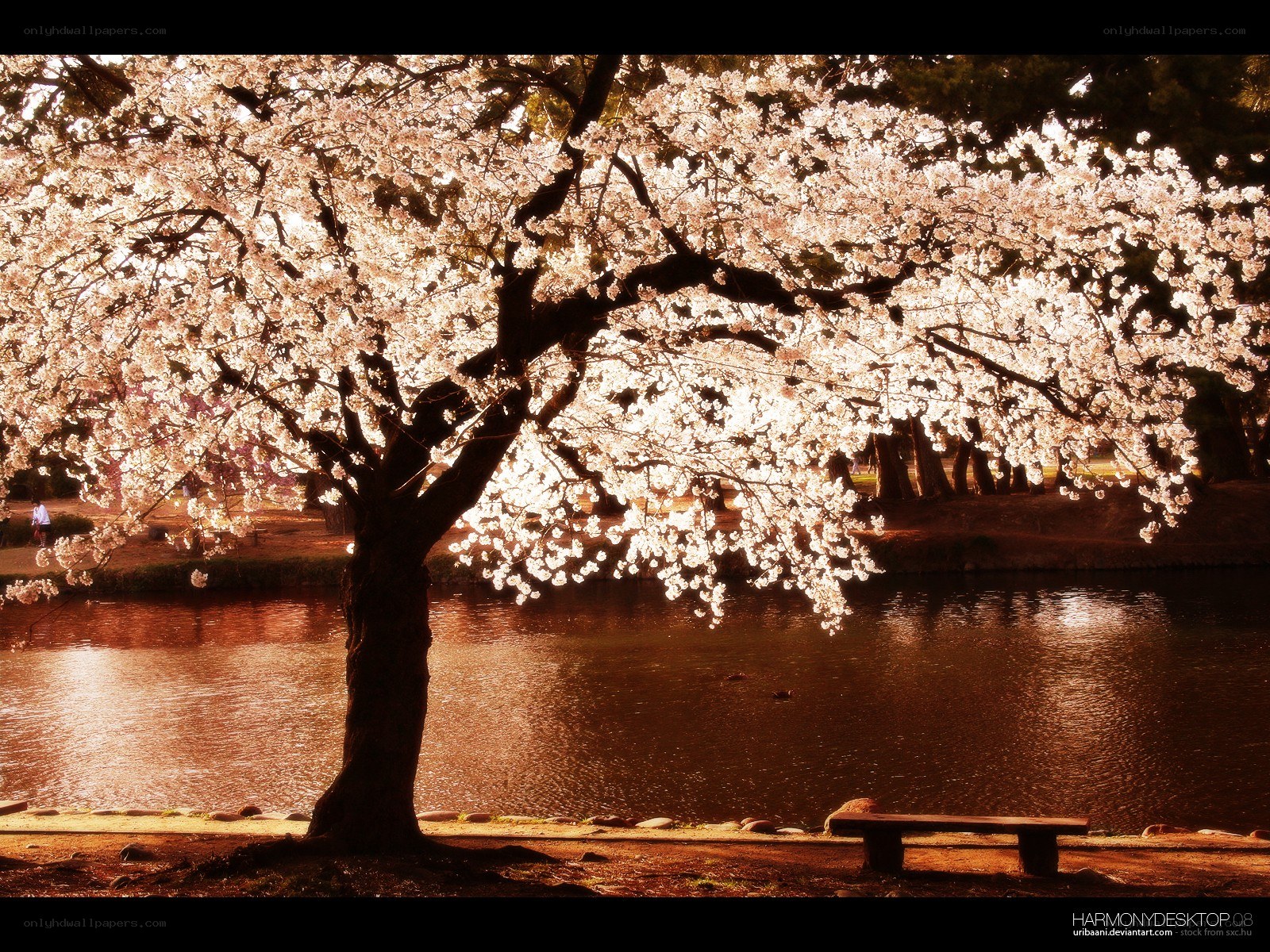 Cherry blossom tree by a pond