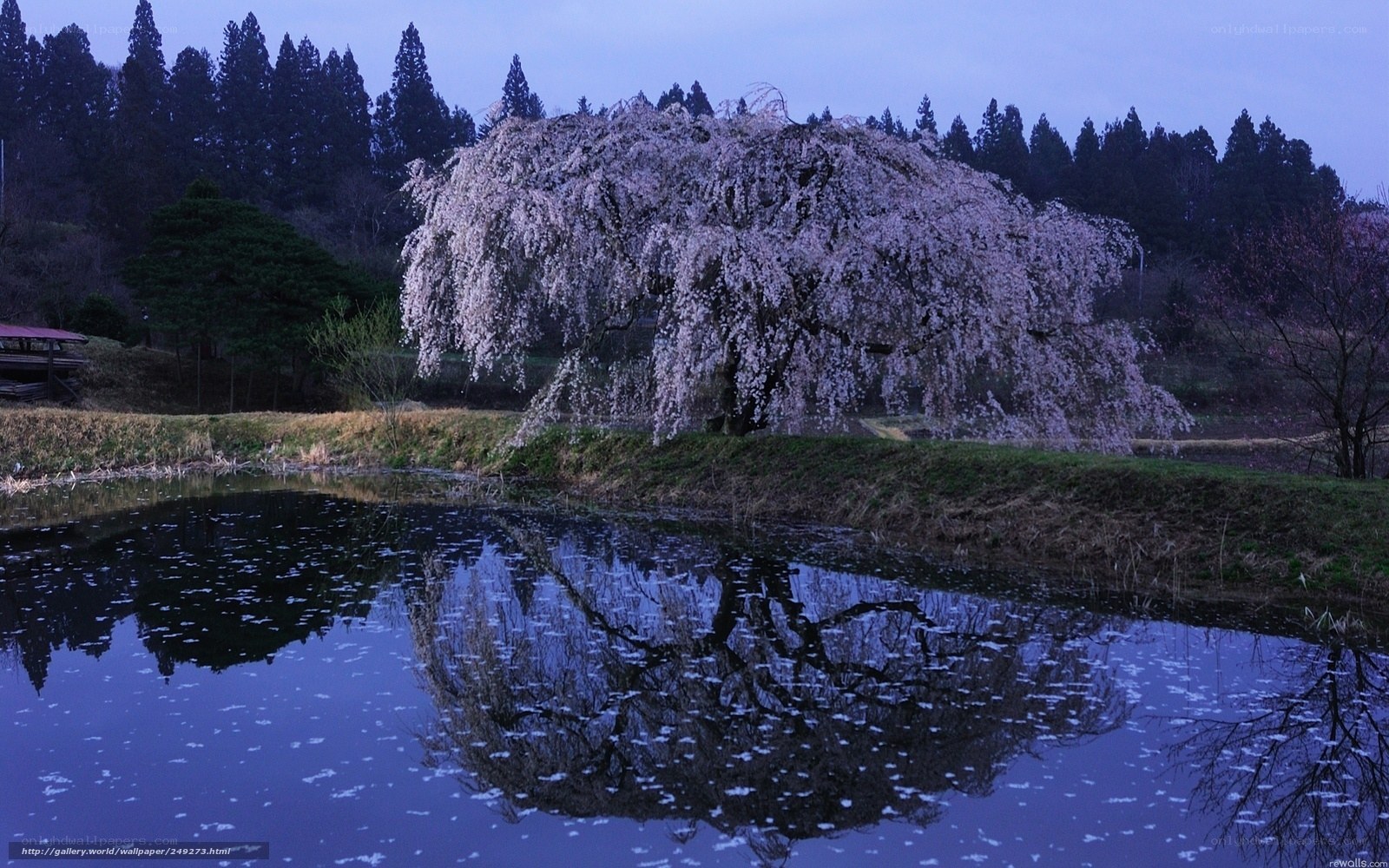 Cherry blossom tree by a pond