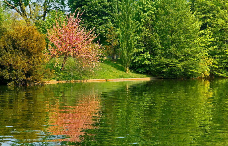 Cherry Blossom Tree by Lake — Green