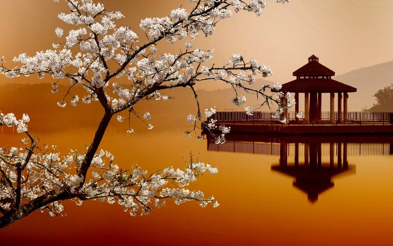 Cherry Blossom Tree by Lake — Orange