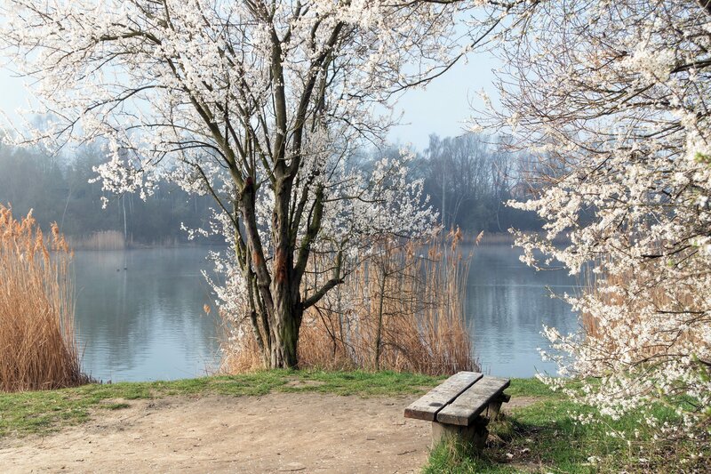 Cherry Blossom Tree by Lake — White
