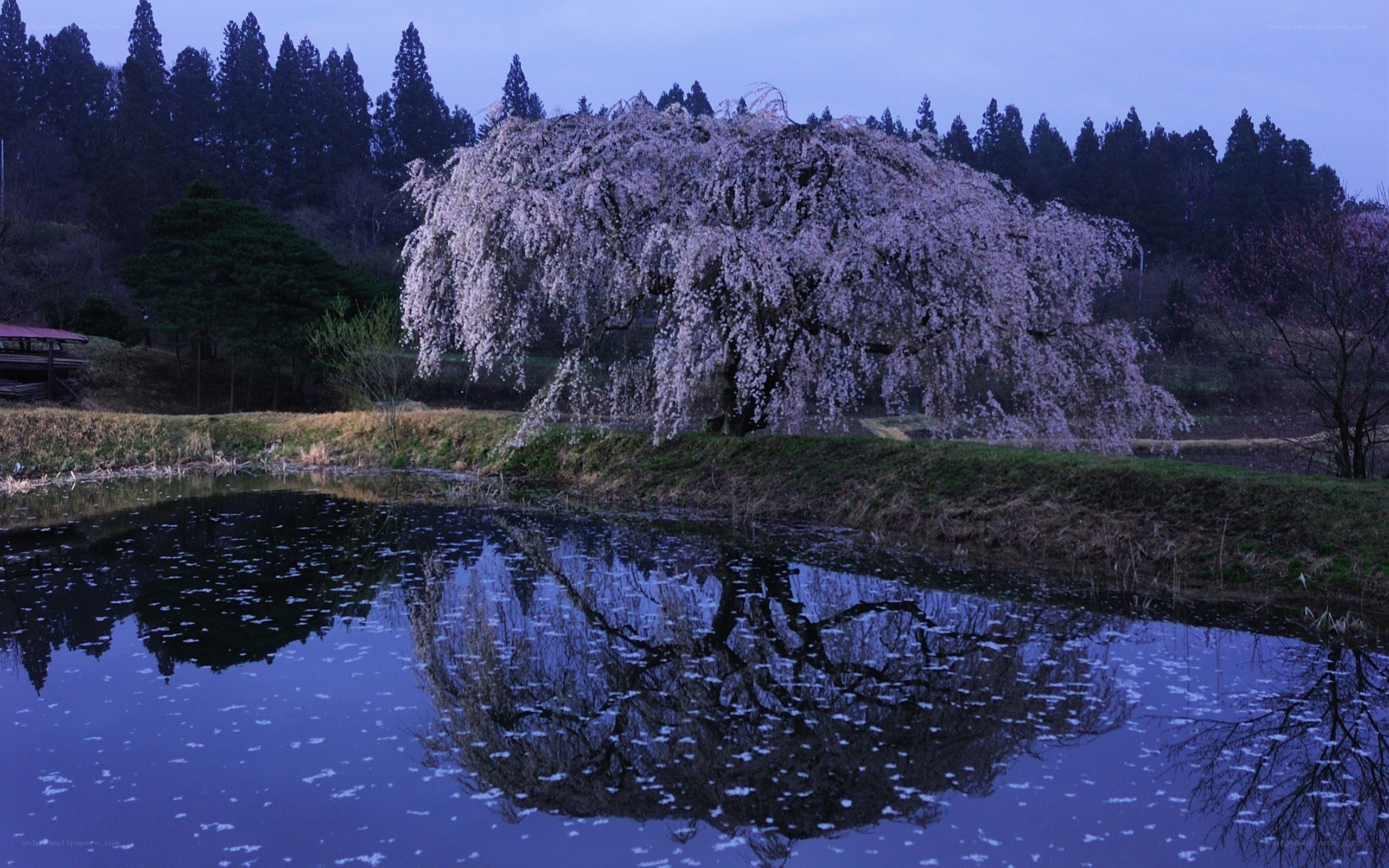 Cherry blossom tree by pond