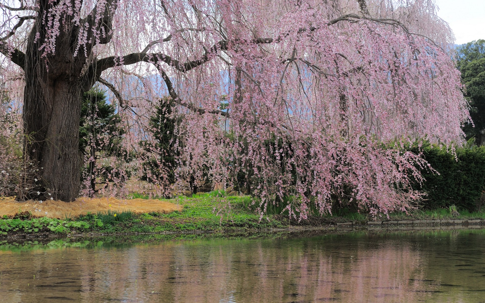 Cherry blossom tree by pond