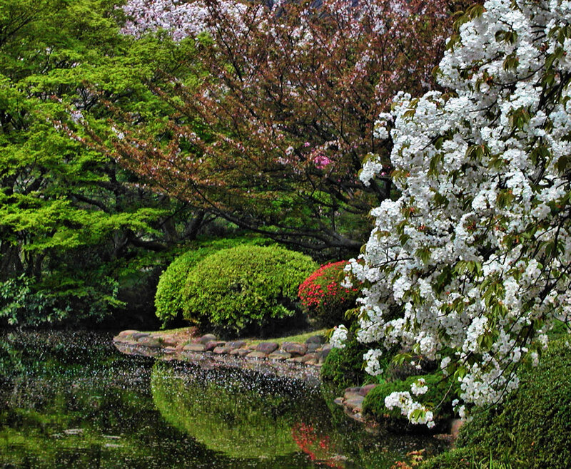 Cherry Blossom Tree by Pond — Green