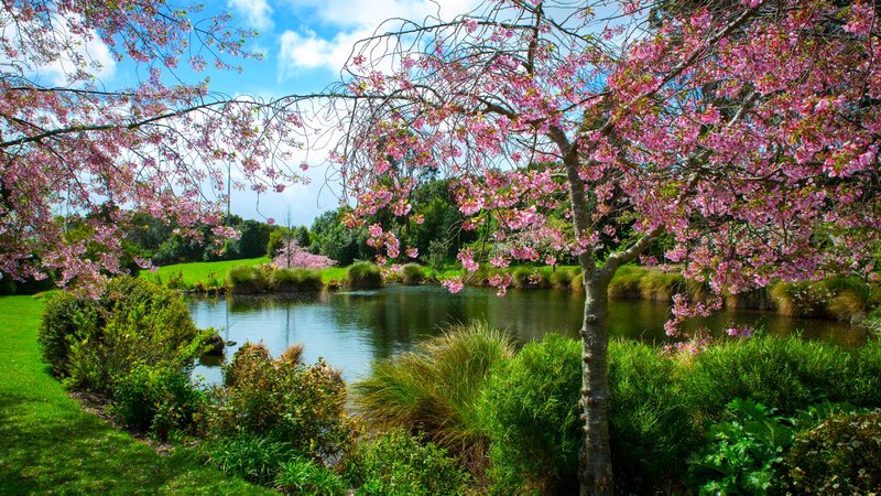 Cherry Blossom Tree by Pond — Pink, Serene