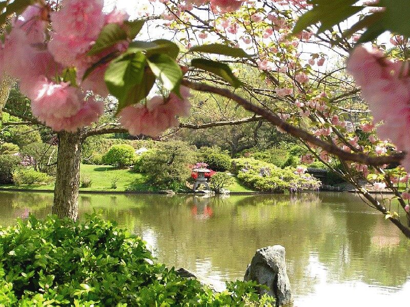 Cherry Blossom Tree by Pond — Pink
