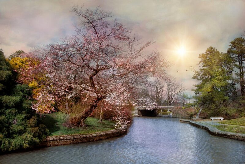 Cherry Blossom Tree by River — Pink, Serene