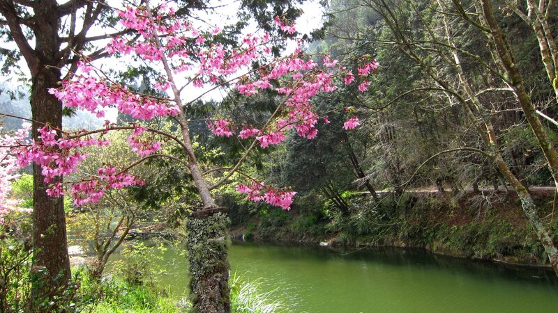 Cherry Blossom Tree by River — Pink