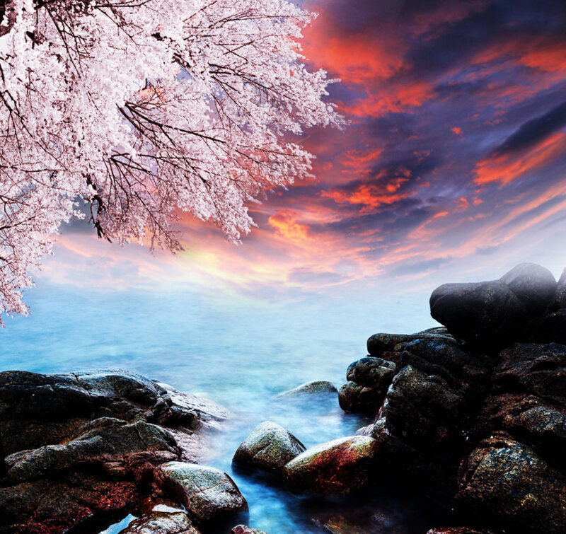 Cherry Blossom Tree by Sea