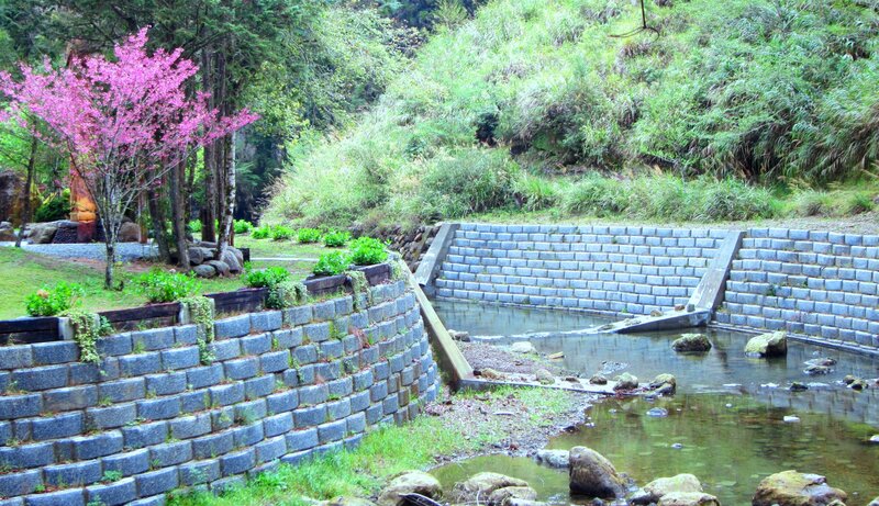 Cherry Blossom Tree by Stream