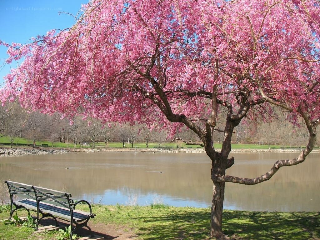 Cherry blossom tree by the lake