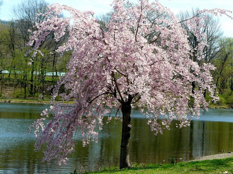 Cherry blossom tree by the lake