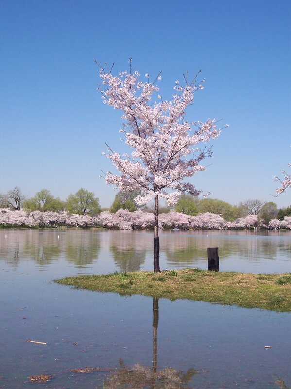 Cherry blossom tree by the lake