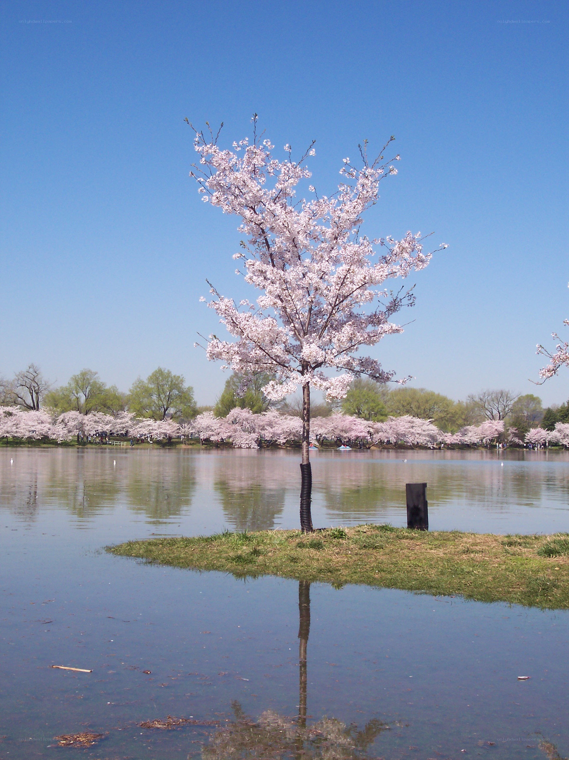 Cherry blossom tree by the lake