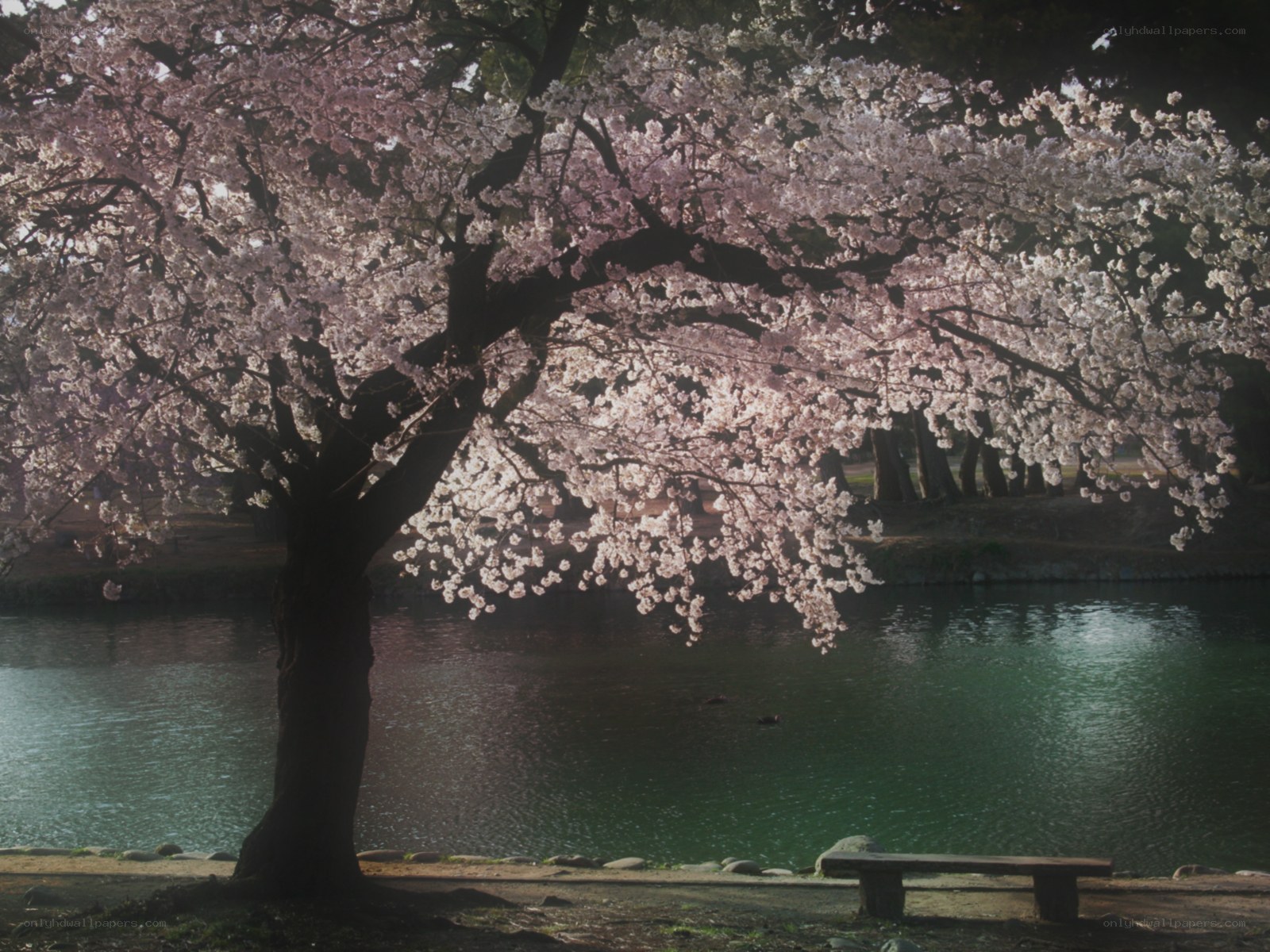 Cherry blossom tree by the pond