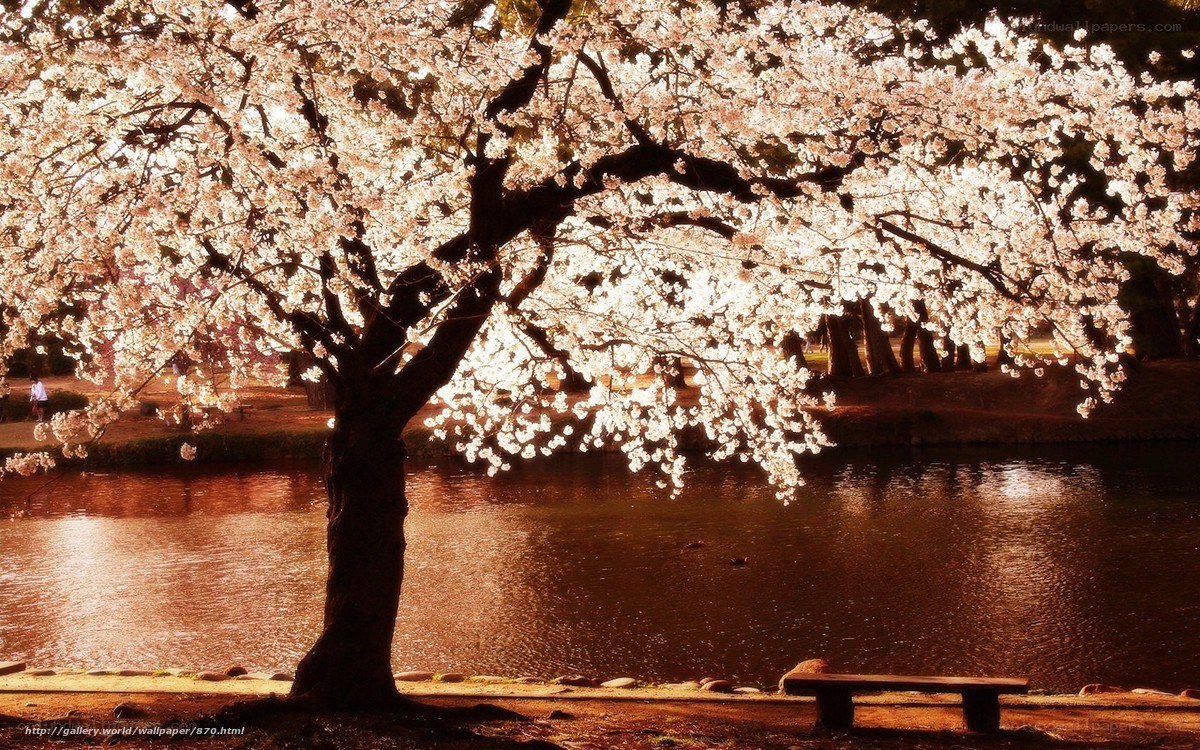 Cherry blossom tree by the river