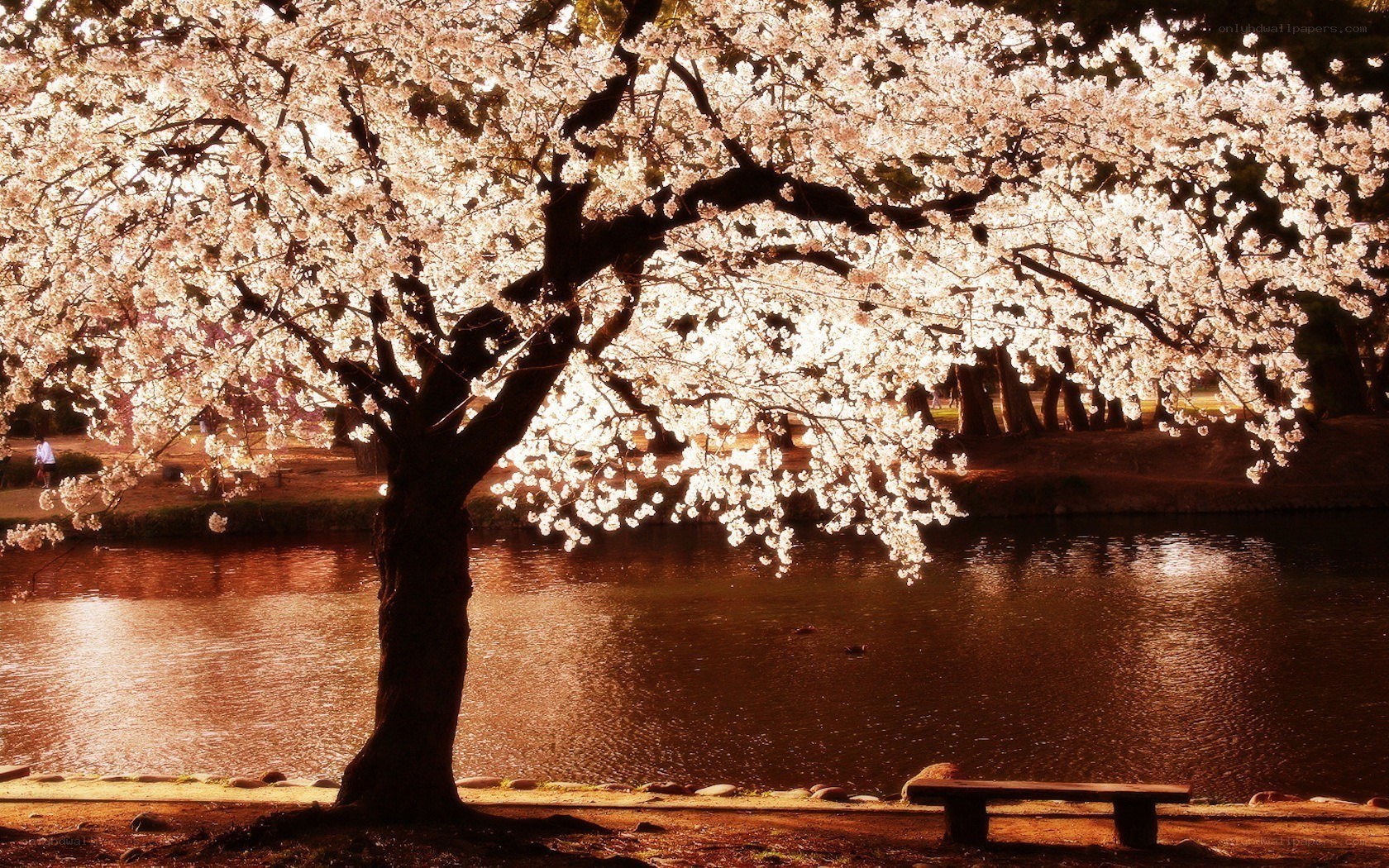 Cherry blossom tree by the water
