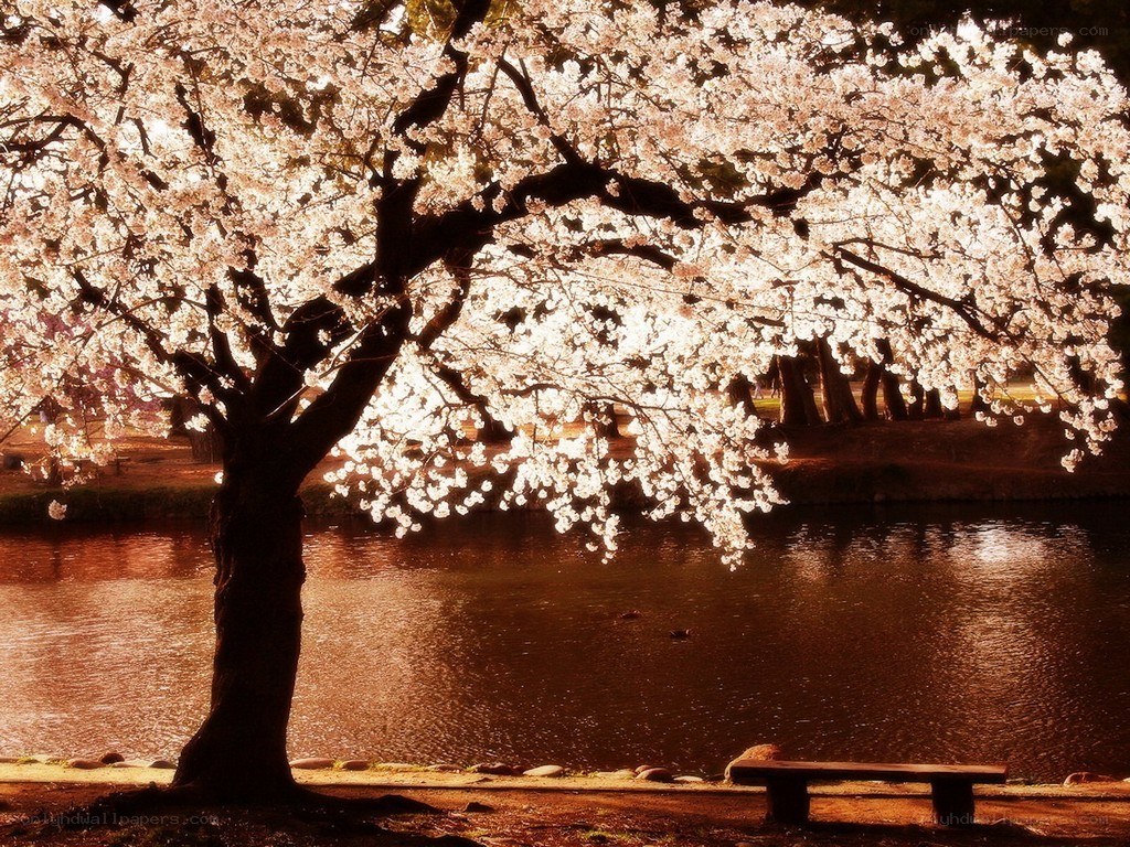 Cherry blossom tree by the water