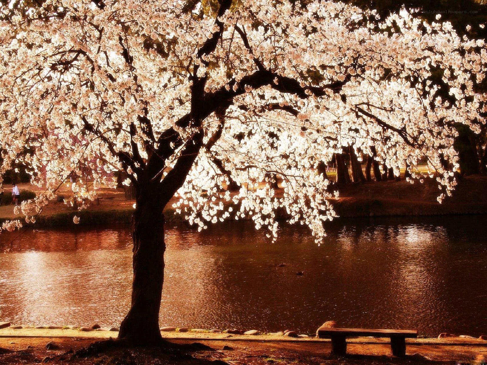 Cherry blossom tree by the water