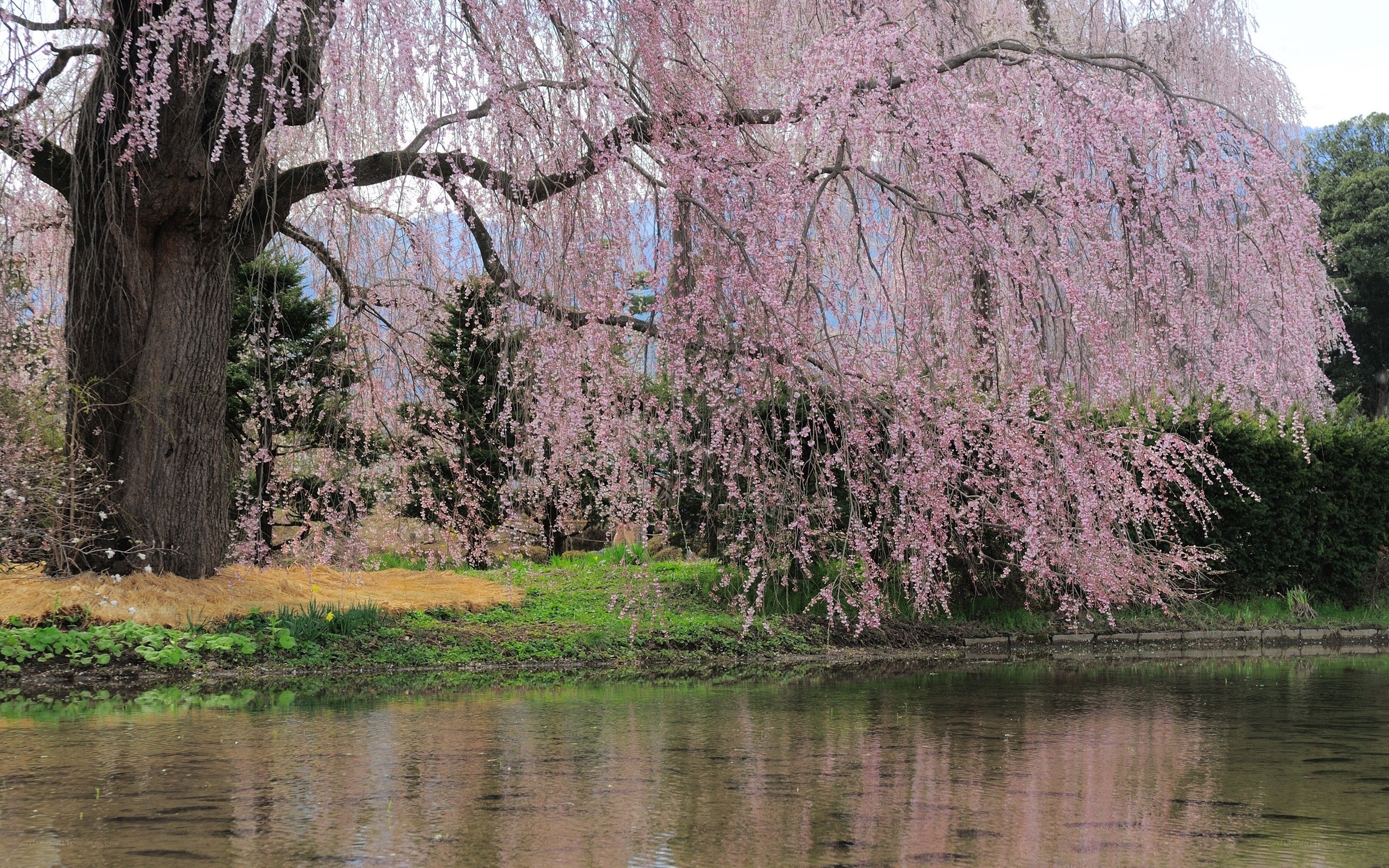 Cherry blossom tree by water