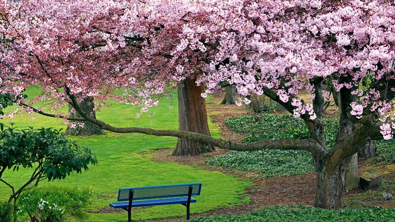 Cherry Blossom Tree — Grass