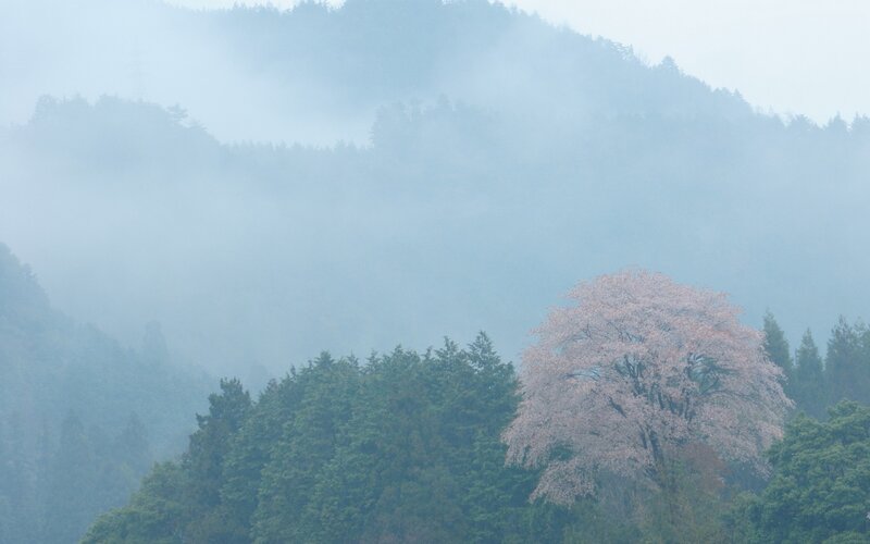 Cherry Blossom Tree — Green, Misty